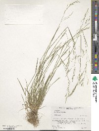 Agrostis clavata image