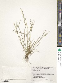 Agrostis clavata image