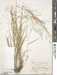 Agrostis clavata image