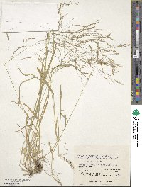 Agrostis clavata image