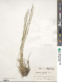 Agrostis clavata image