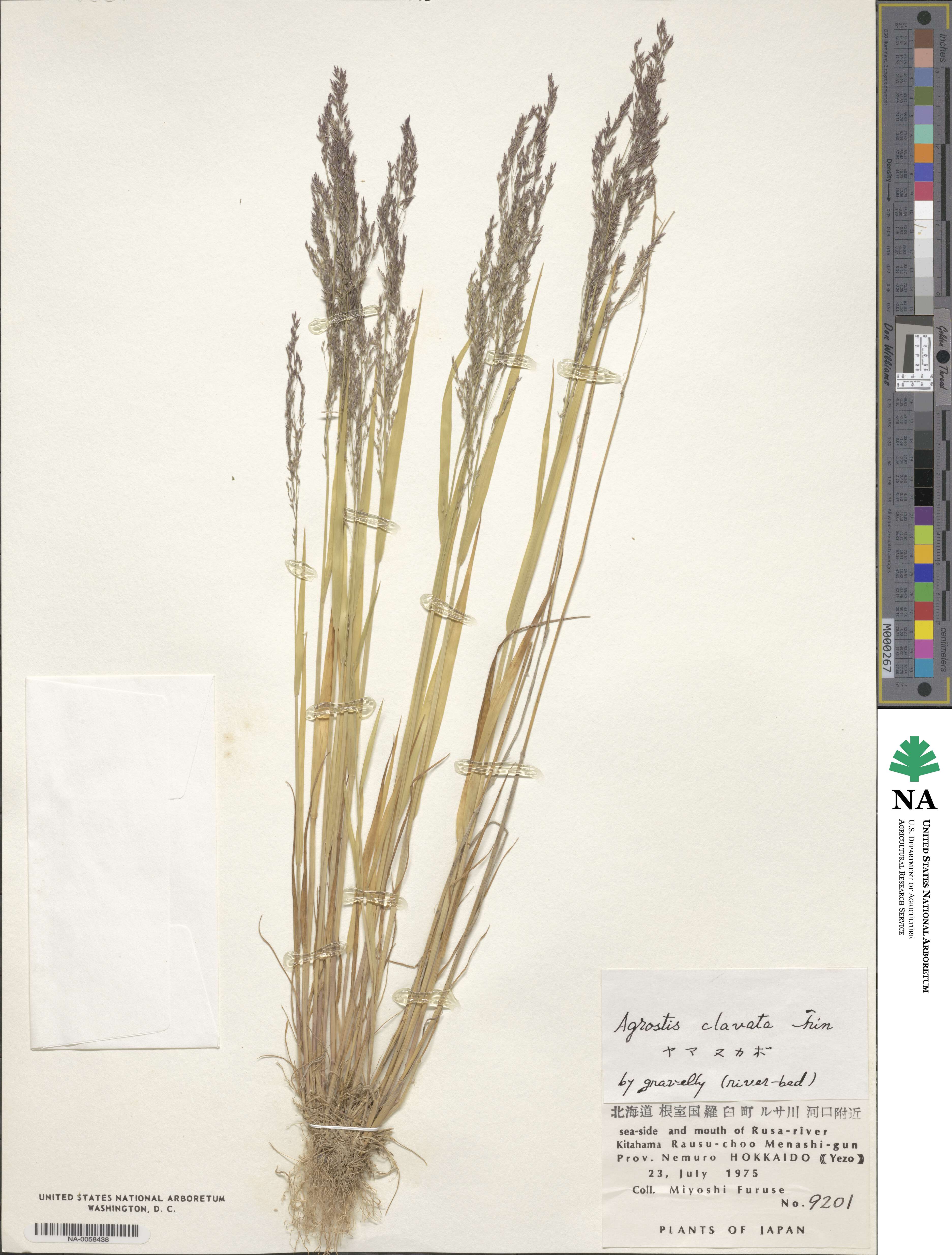 Agrostis clavata image