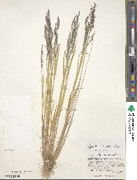 Agrostis clavata image