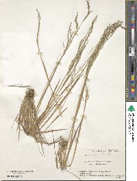 Agrostis clavata image