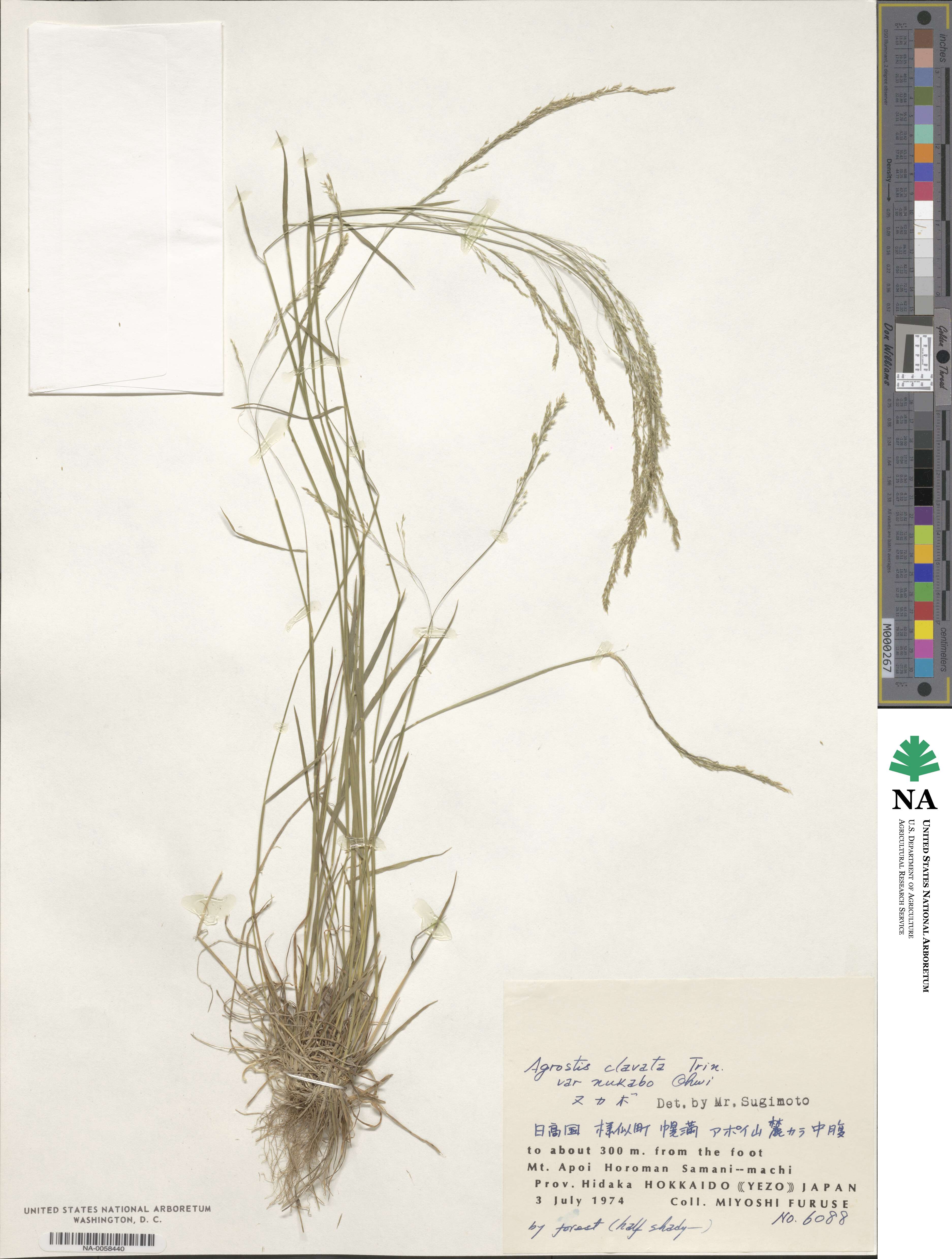 Agrostis clavata image