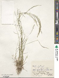 Agrostis clavata image