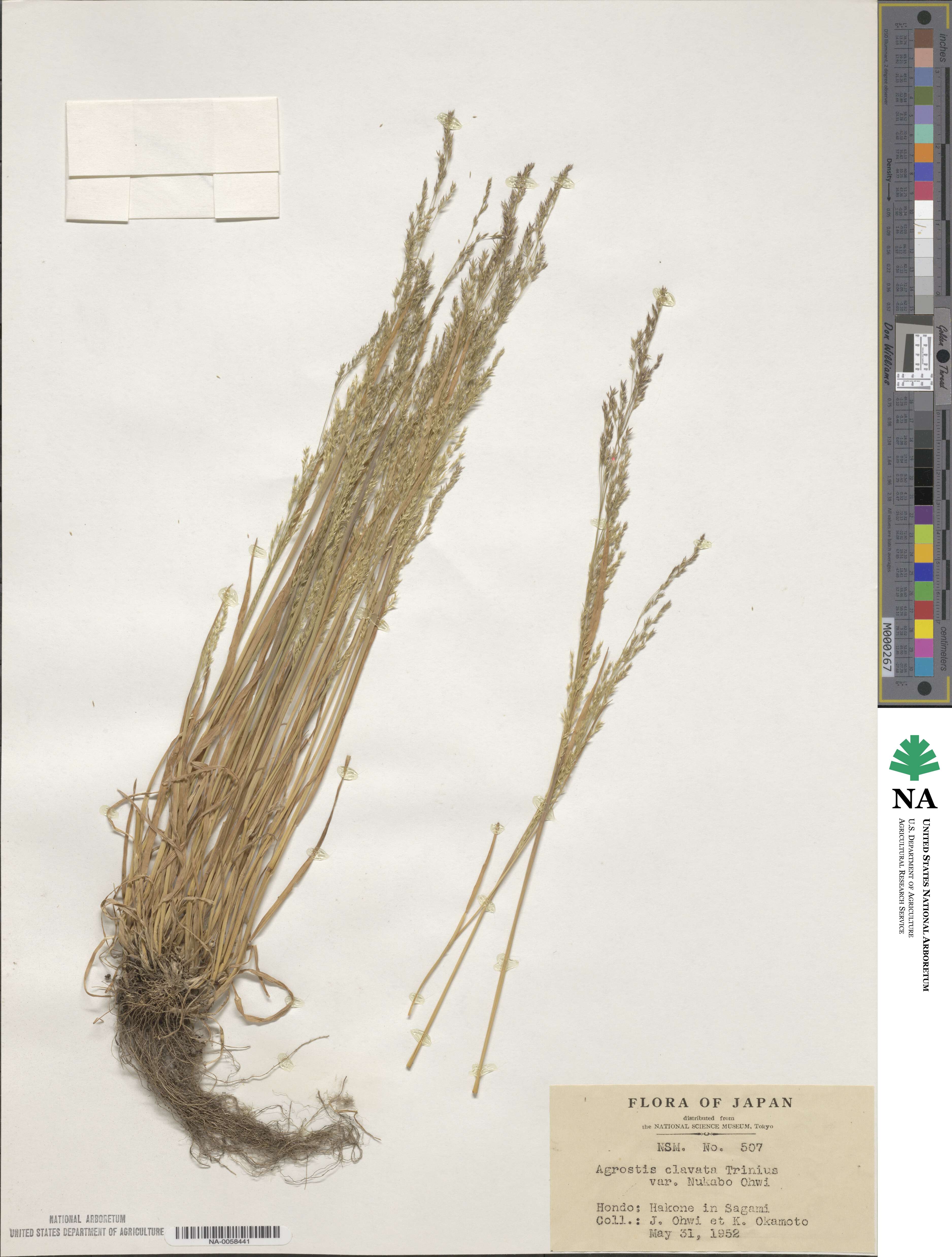 Agrostis clavata image