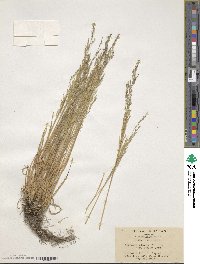 Agrostis clavata image