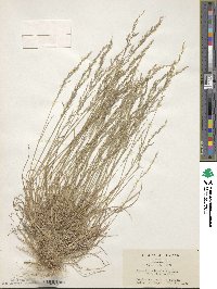 Agrostis clavata image