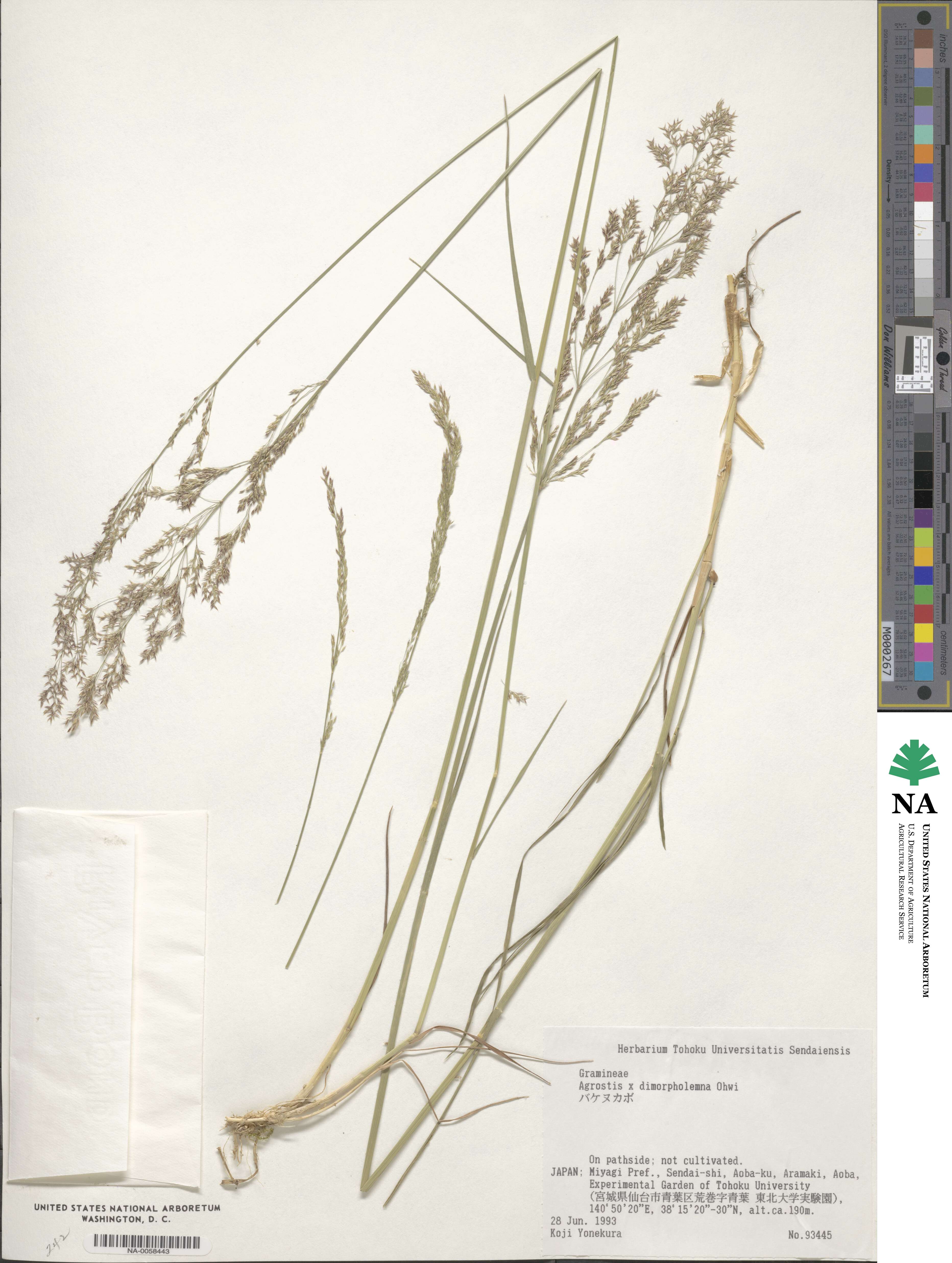 Agrostis dimorpholemma image