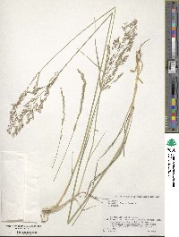 Image of Agrostis dimorpholemma