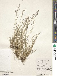 Agrostis flaccida image