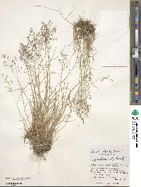 Agrostis flaccida image