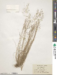 Agrostis flaccida image