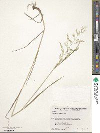 Agrostis gigantea image