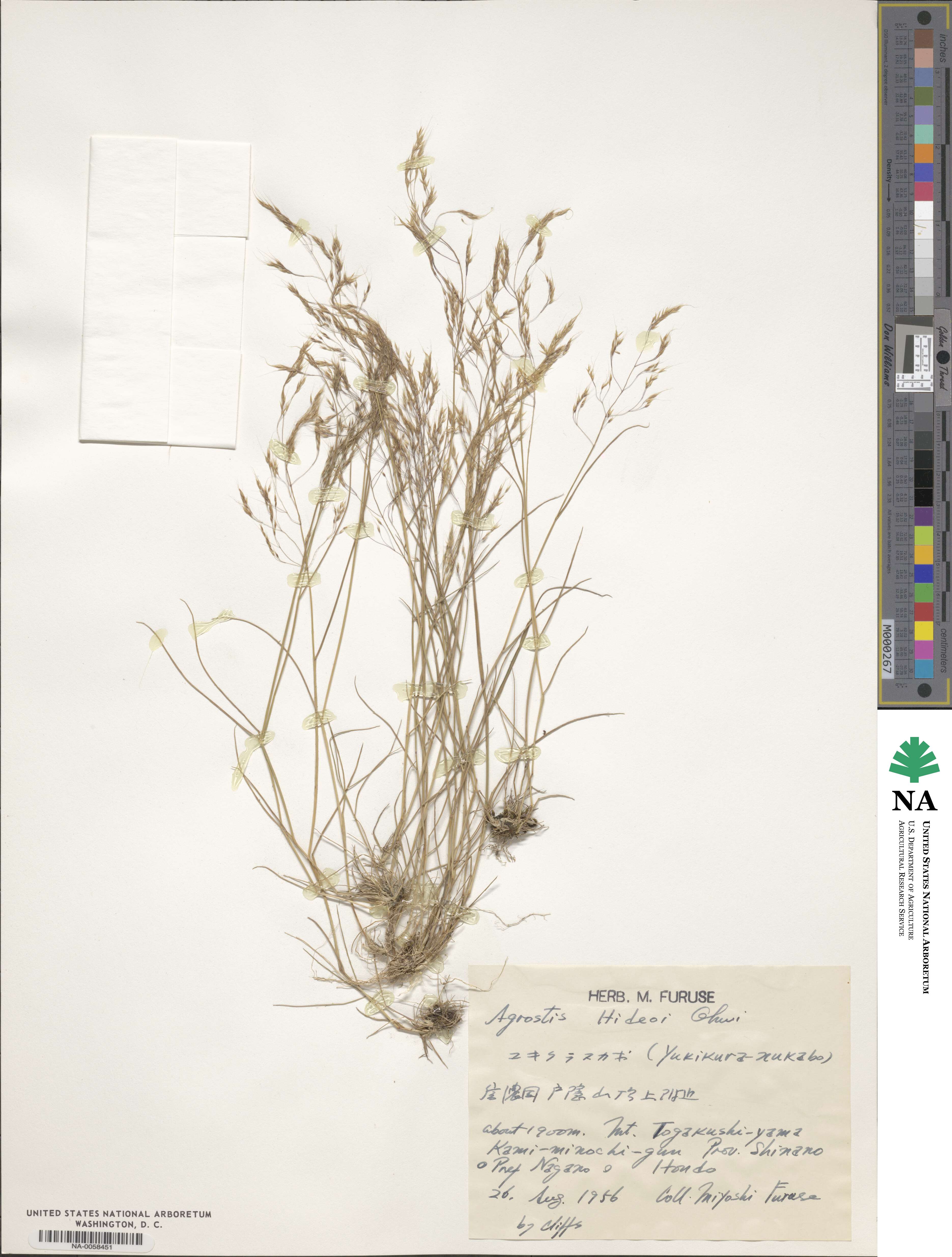 Agrostis hideoi image