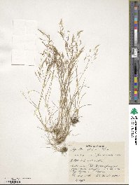 Image of Agrostis hideoi