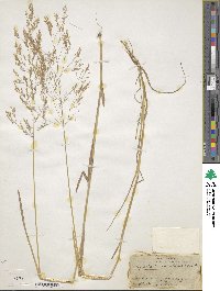 Agrostis hyemalis image