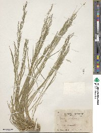 Agrostis clavata image