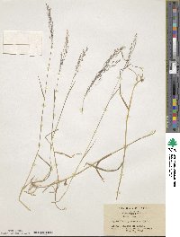 Agrostis valvata image