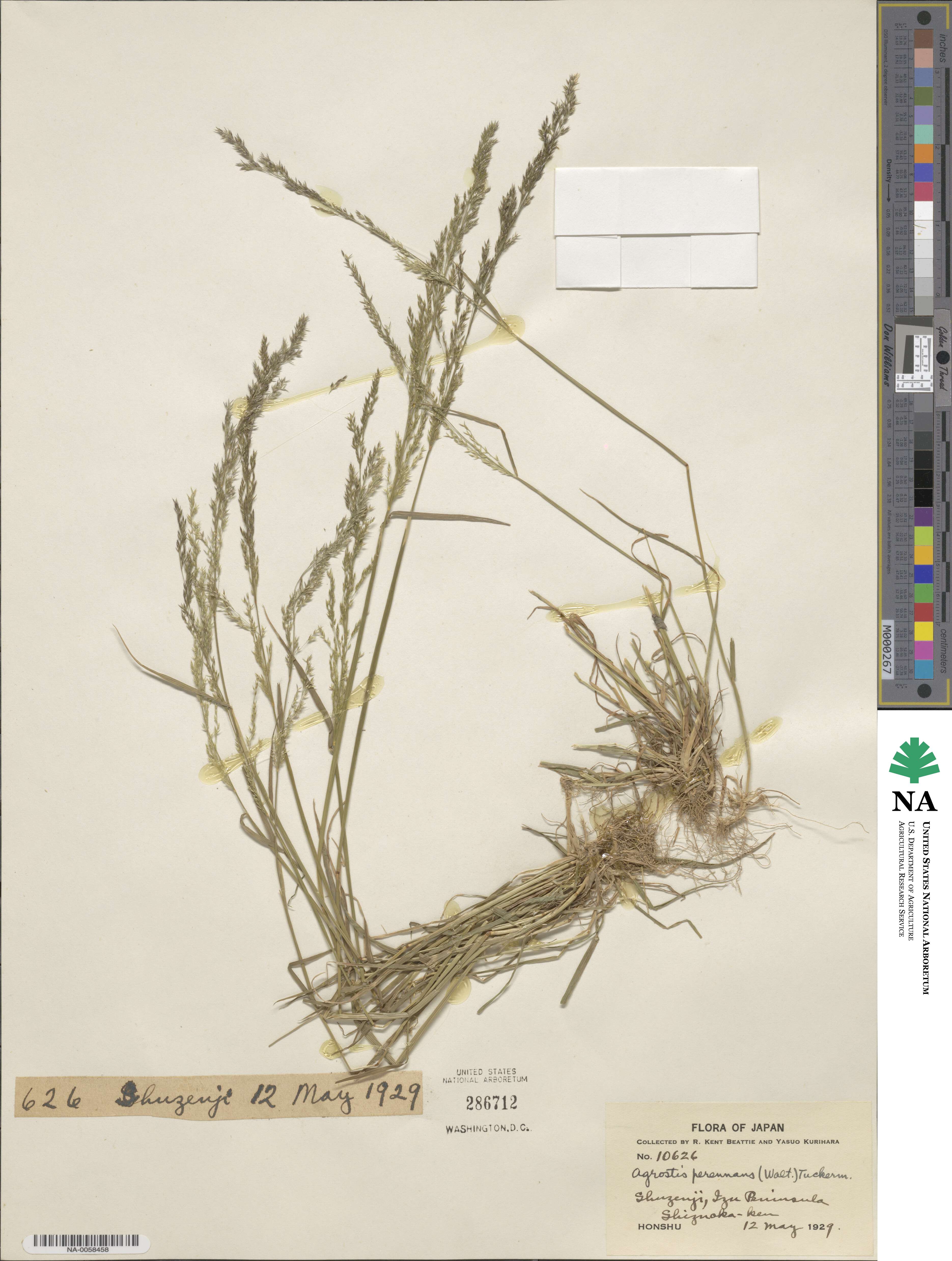 Agrostis perennans image