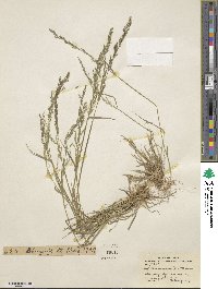 Agrostis perennans image