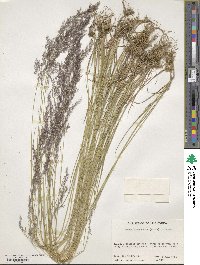 Agrostis perennans image