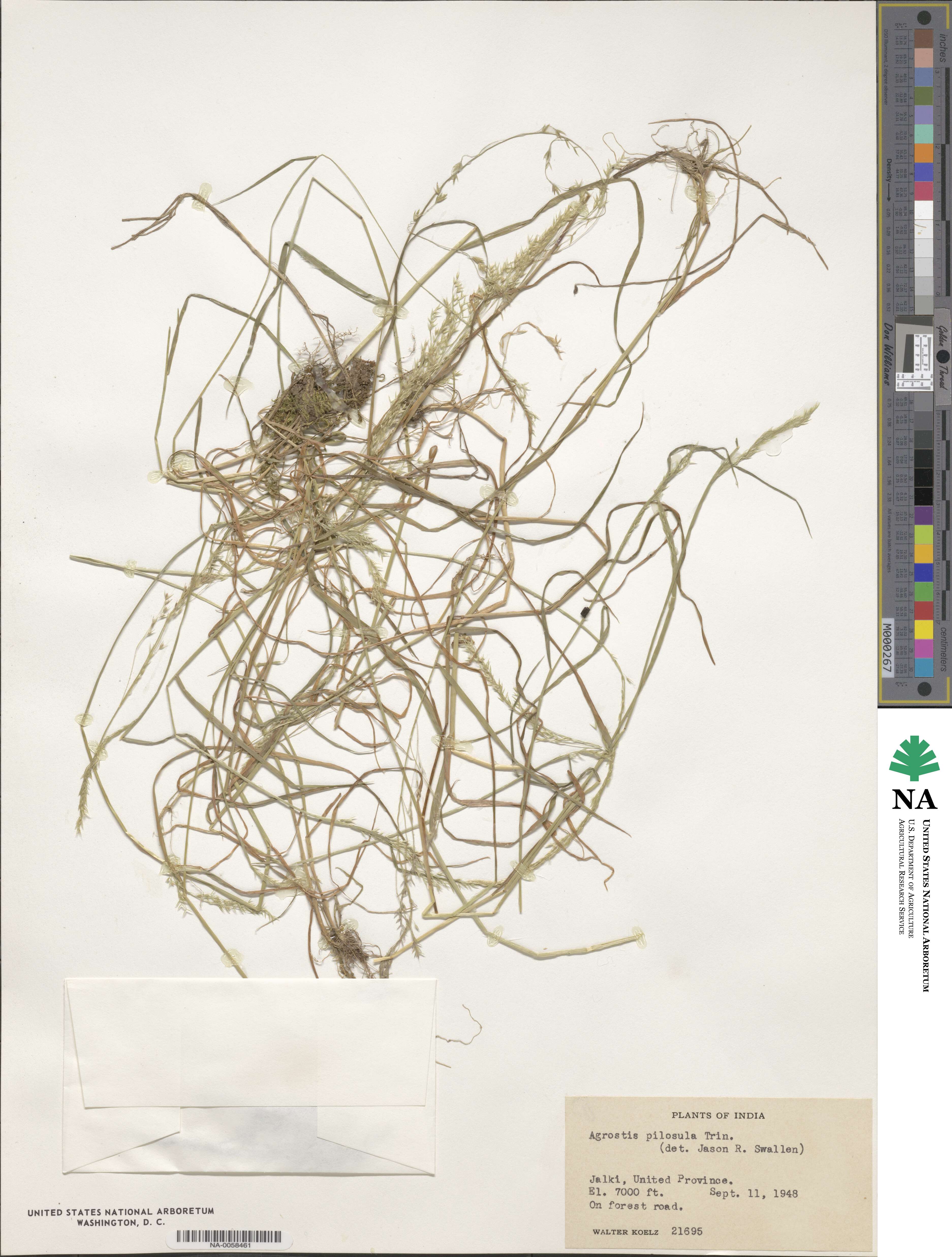 Agrostis pilosula image