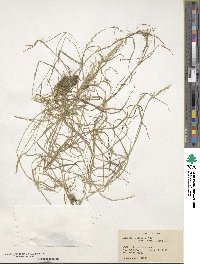 Agrostis pilosula image