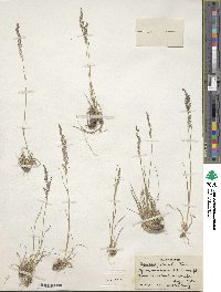 Agrostis pilosula image