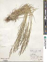 Agrostis scabra image