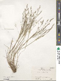 Agrostis scabra image