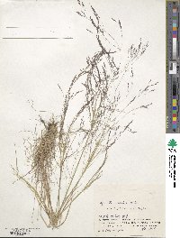 Agrostis scabra image