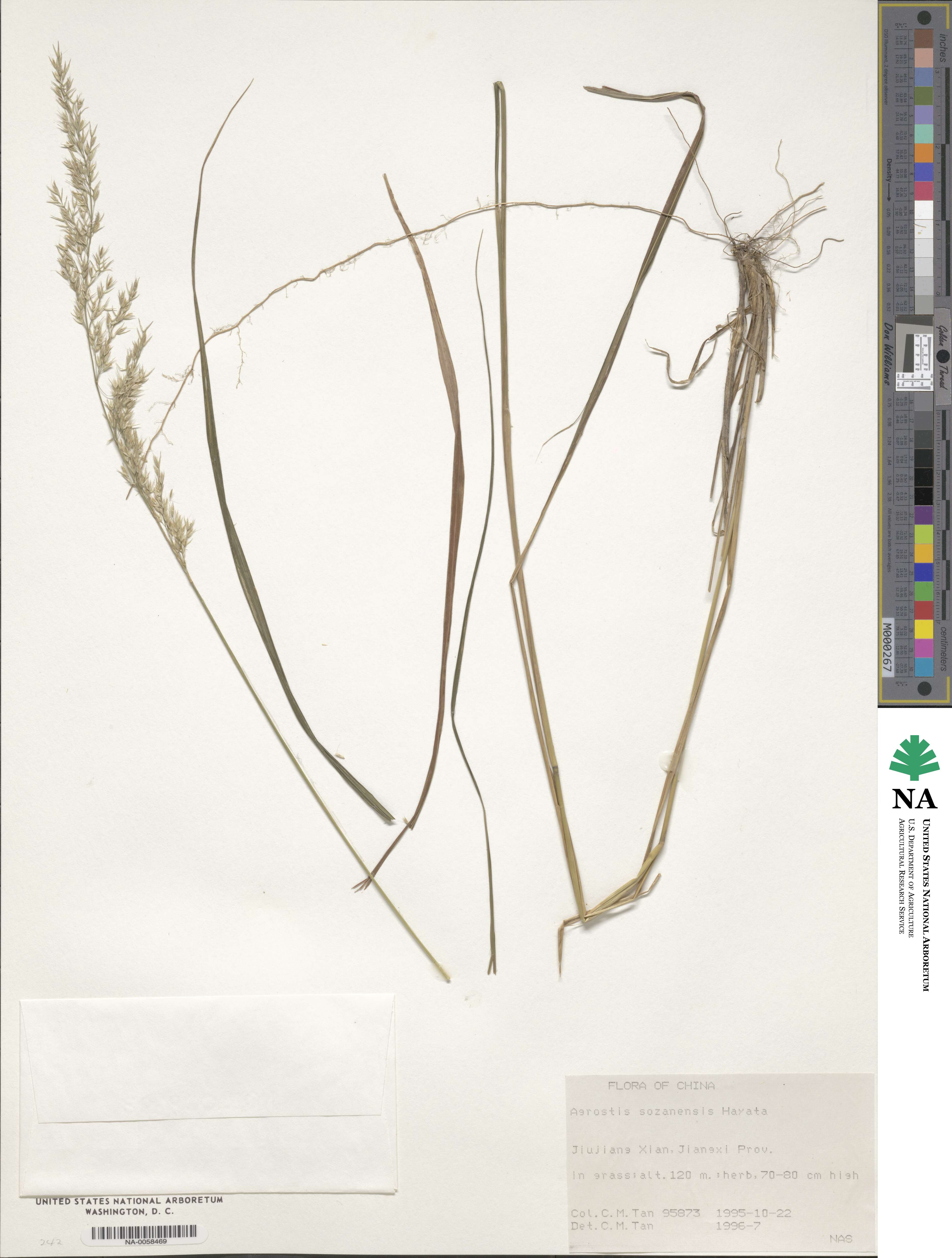 Agrostis infirma image