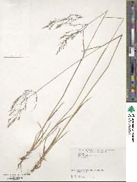 Agrostis valvata image