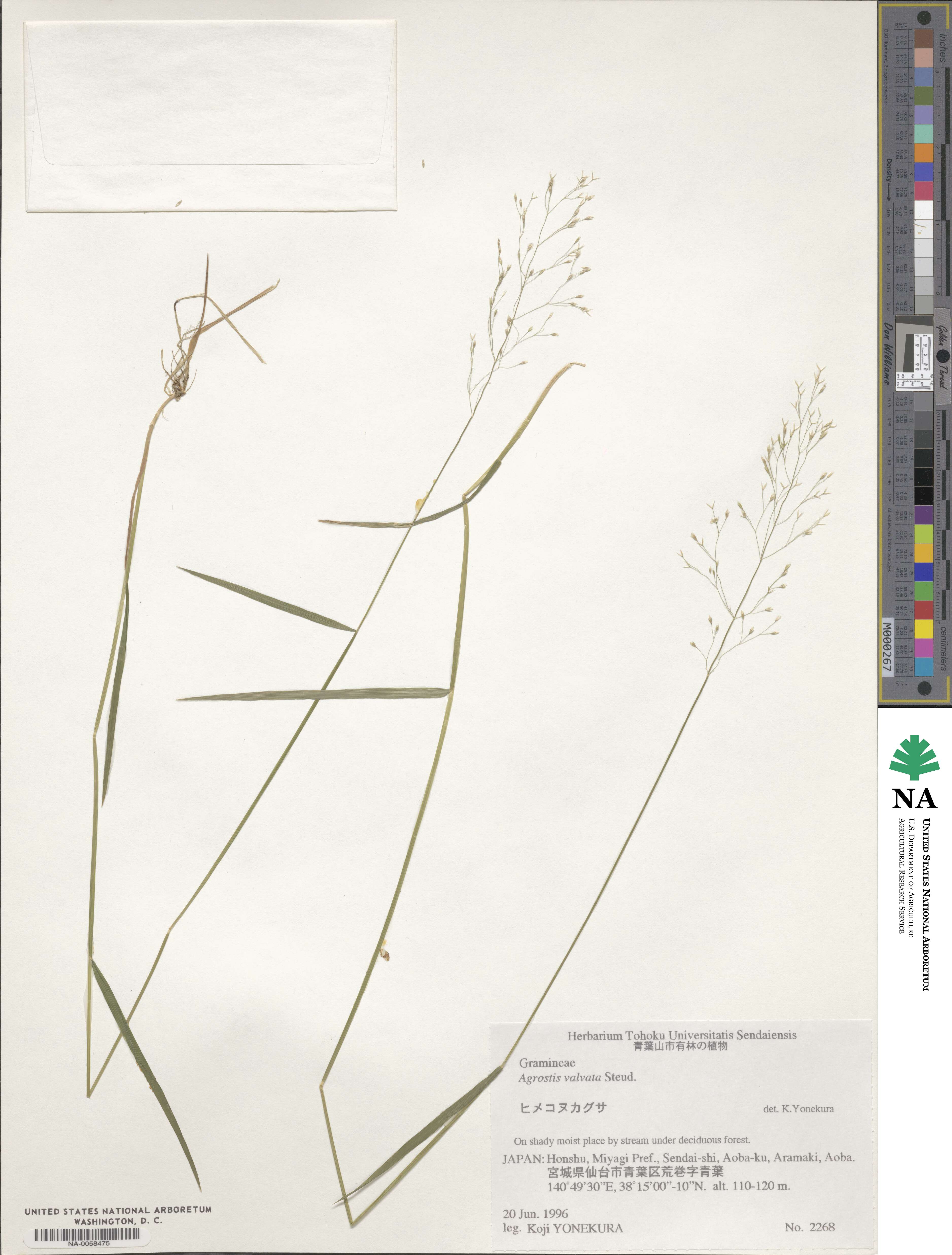 Agrostis valvata image