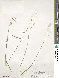 Agrostis valvata image