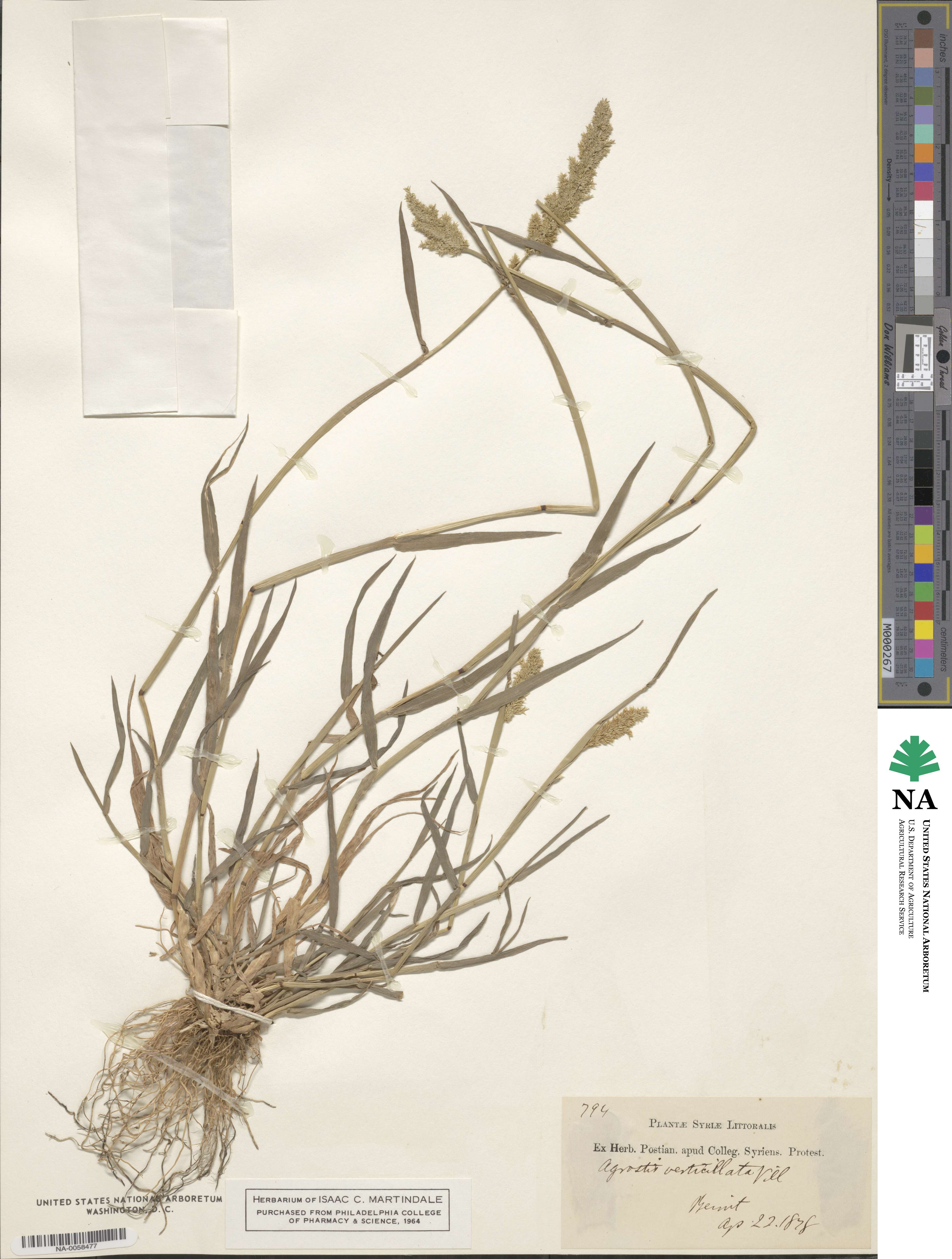 Polypogon image