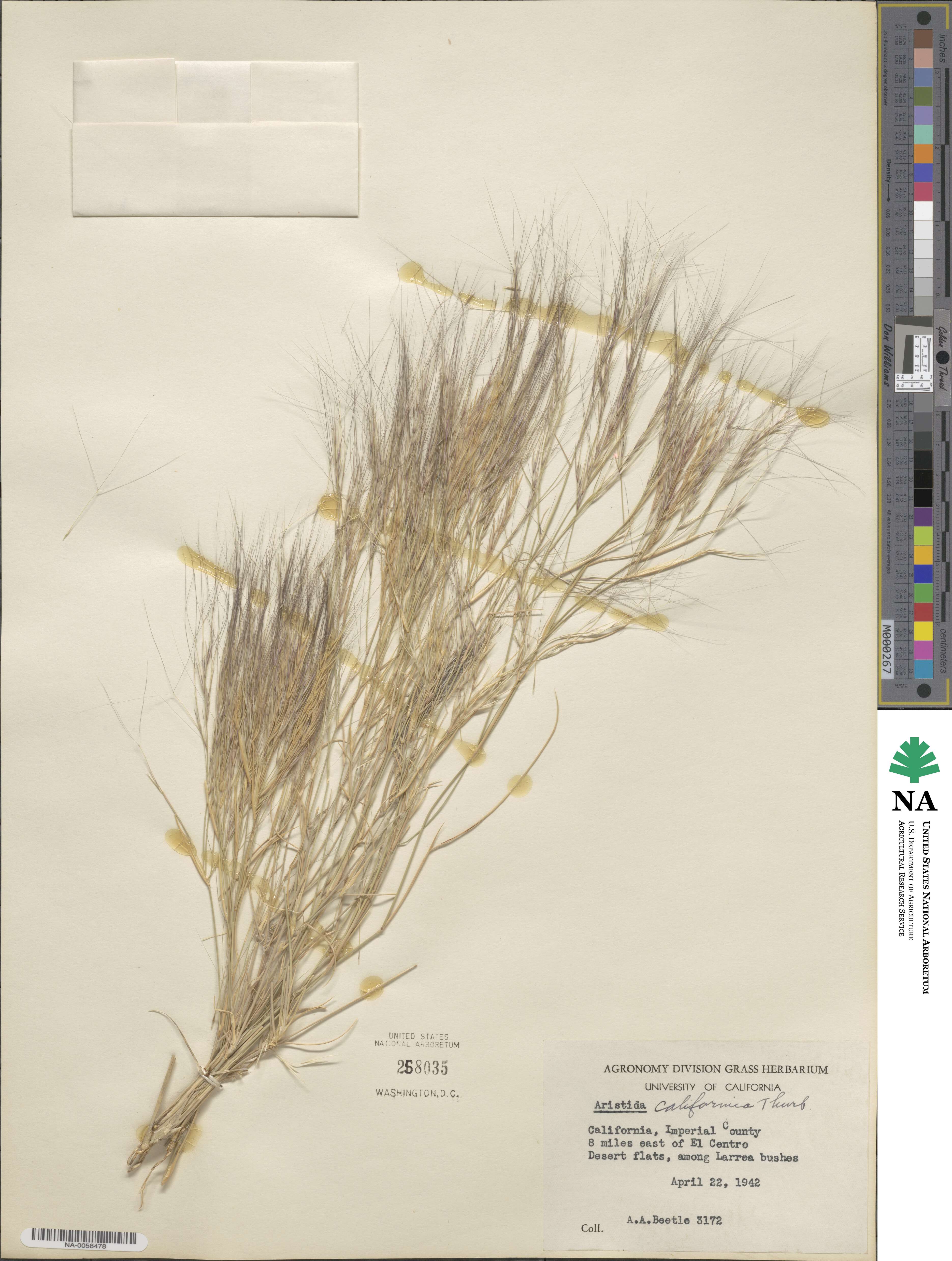 Aristida californica image