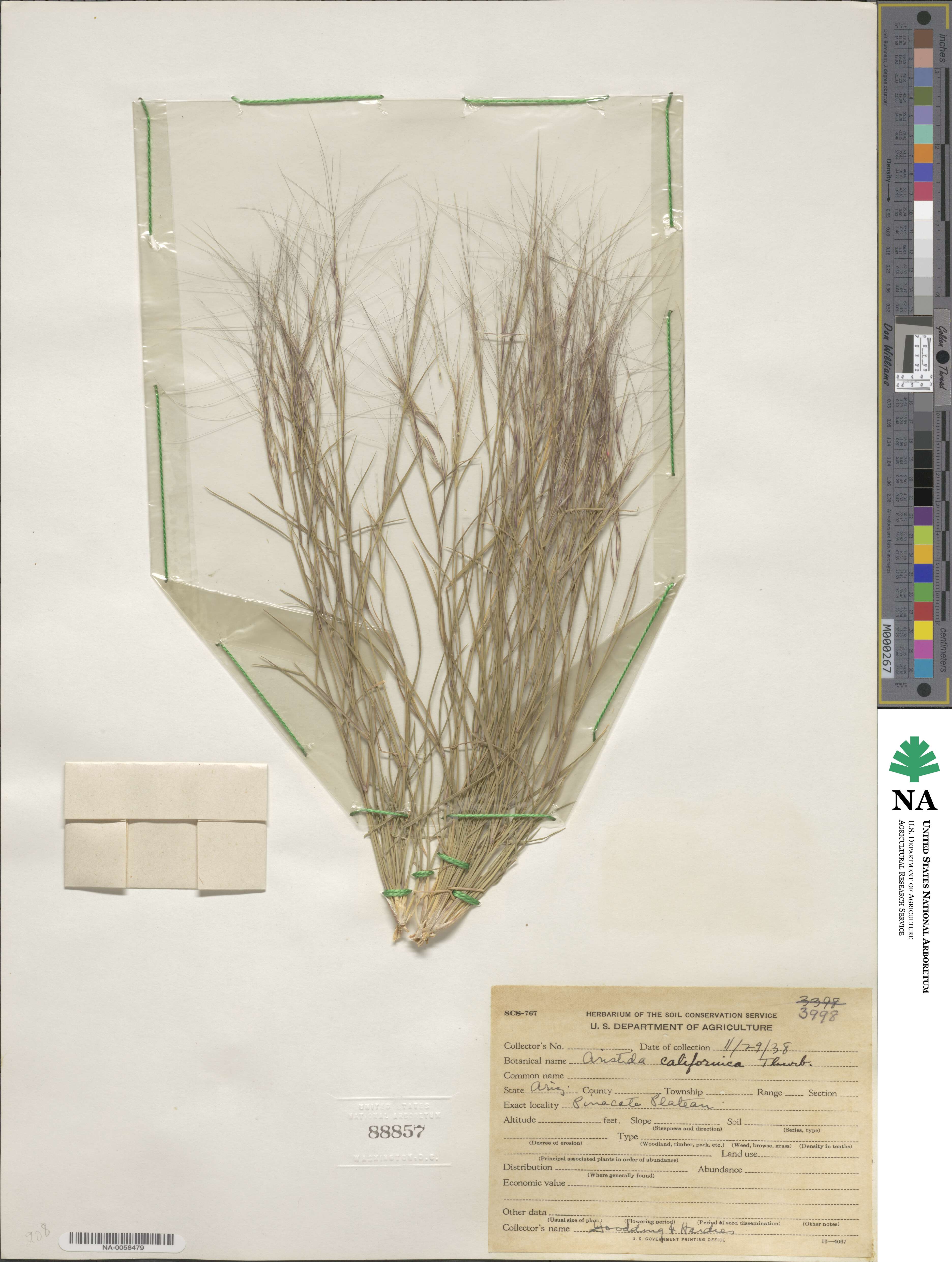 Aristida californica image