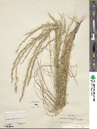 Aristida condensata image