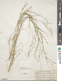 Aristida dichotoma var. curtissii image