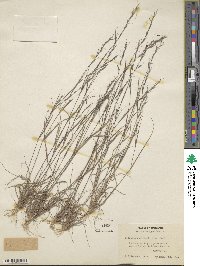 Aristida dichotoma image