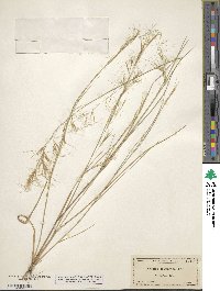 Aristida desmantha image