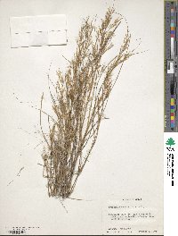 Aristida desmantha image