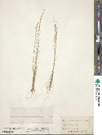 Aristida dichotoma image