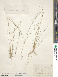 Aristida dichotoma image