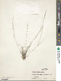 Aristida dichotoma image