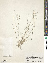 Aristida dichotoma image