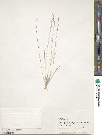 Aristida dichotoma image